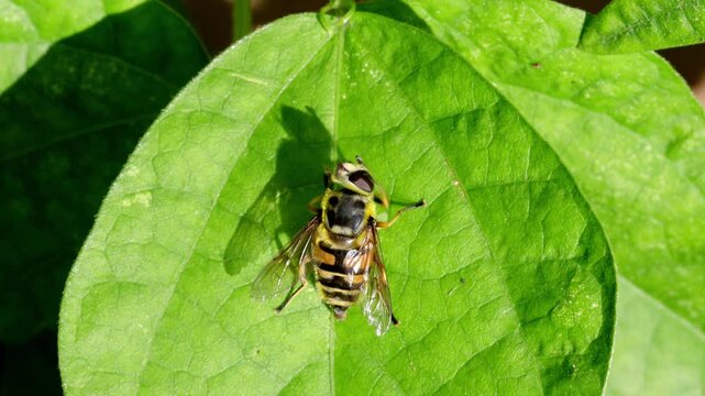 A Hoverfly casts a shadow as it preens itself on a leaf in Autumn sunshine. UK