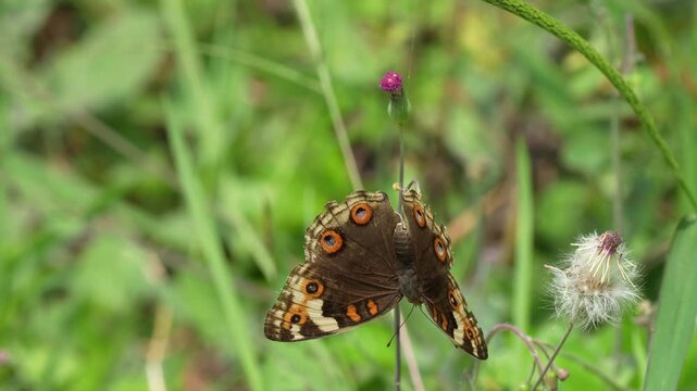 Butterfly with distinctive eyespots perching on a small purple wildflower in a lush green meadow, a close up view of Junonia species insect feeding on nectar in a sunny natural environment.