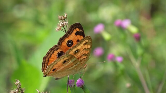 Close up of a vibrant orange Peacock Pansy butterfly resting on a purple wildflower in a lush green meadow, showcasing its intricate wing patterns and eyespots in natural sunlight.