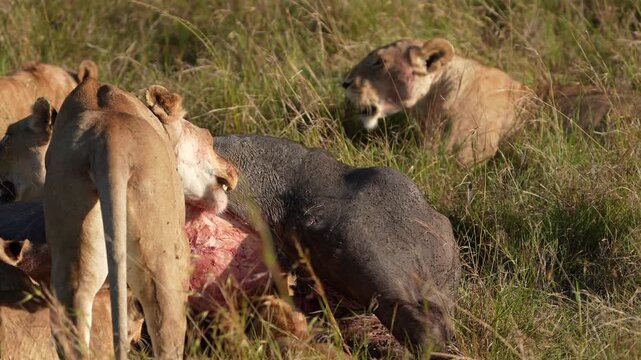 Lioness Pulling and Tearing Thick Buffalo Hide With Powerful Teeth, African Predator Feeding, Wild Carnivore Behavior, Savannah Wildlife Safari, Natural Survival Scene, Nature Documentary Stock Footag