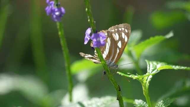 Elegant Common Sailer butterfly perched on a bright purple wildflower in a green field.
