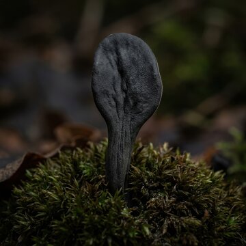 Black earth tongue fungus emerging from green moss in a natural forest