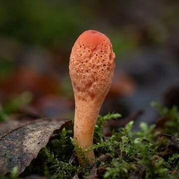 Caterpillarclub fungus emerging from the forest floor with vibrant orange cap