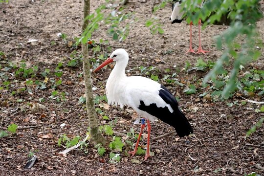 cigogne