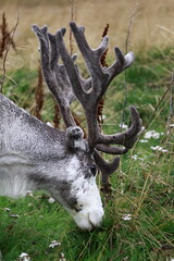 Close-up shot of a reindeer with large antlers grazing on lush green grass in a field © Tetiana Filianina