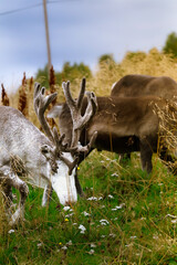 Reindeer grazing on a green field with lush vegetation and antlers visible © Tetiana Filianina