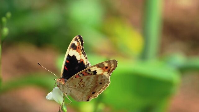 Close-up of a vibrant butterfly perched on a small white flower in a sunny green garden, showcasing detailed wing patterns and textures against a soft blurred background in natural daylight.