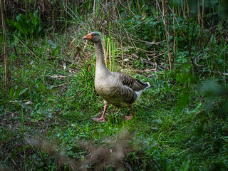 Greylag Derived Goose Strutting Along © david hutchinson