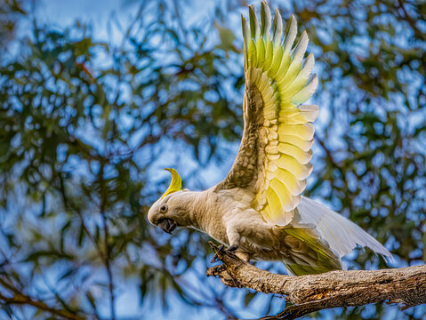 Spectacular Sulphur Crested Cockatoo Extends Wing