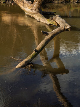 Reflections Tell The Story Of Loss vert