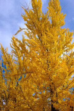 Autumnal Ginkgo biloba with fully yellow leaves in fall in Salisbury, North Carolina
