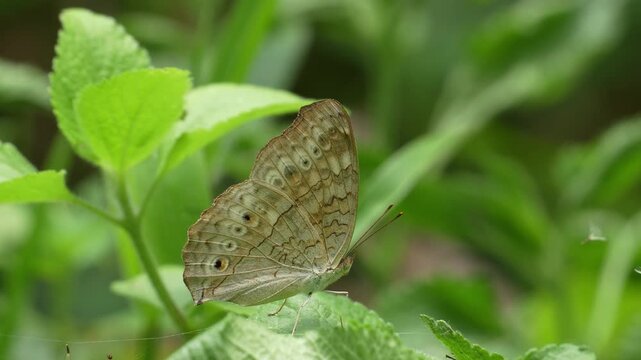 Macro shot of a brown pansy butterfly perched on a green leaf in a tropical garden, featuring delicate wing patterns, eyespots, and a soft blurred natural background for wildlife concept.