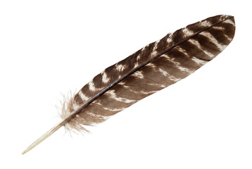 Obraz premium Detailed Brown and White Mottled Bird Feather