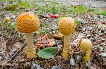 Beautiful wild mushroom cluster featuring striking orange-yellow caps with golden patches. Ideal for concepts related to autumn, forest floor biology, wild fungi foraging warning, and nature's macro d © Lisa