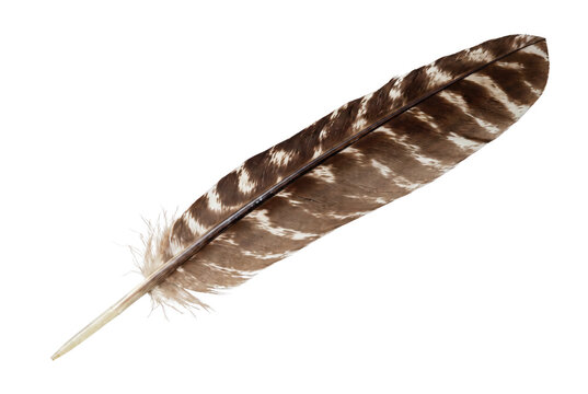 Detailed Brown and White Mottled Bird Feather