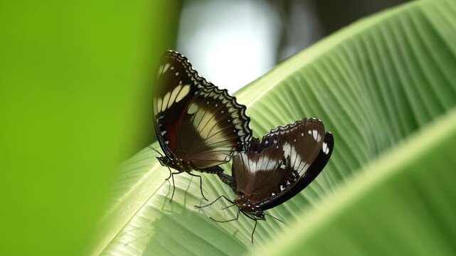 Close up of two Great Eggfly butterflies, Hypolimnas bolina, mating on a vibrant green banana leaf in a tropical garden, highlighting natural insect reproduction and wildlife behavior.