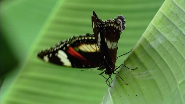 Beautiful Great Eggfly butterfly with black wings and white patterns mating on a vibrant green tropical banana leaf, macro close up of exotic insect in its natural garden habitat.
