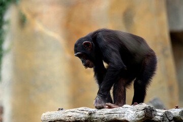 singe © schoefolt