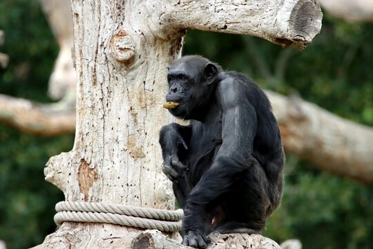 singe