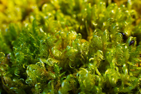 Macro view of green moss texture