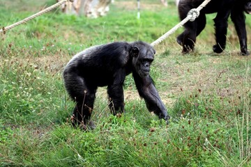 singe © schoefolt