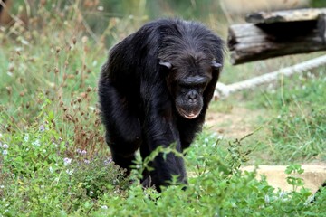 singe © schoefolt