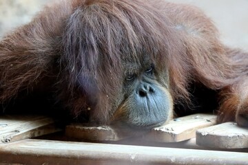 orang outan © schoefolt