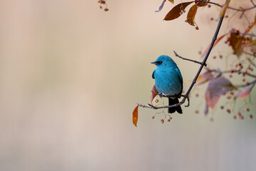 blue tit on branch © Bai