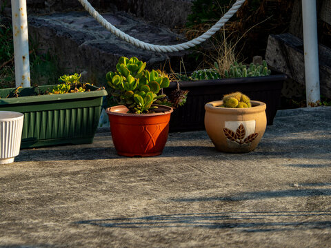 Potted succulents and cacti arranged on a sunlit patio, with decorative planters and rustic surroundings. Ideal for gardening, landscaping, home d&eacute;cor, outdoor living, and drought tole plant concepts.