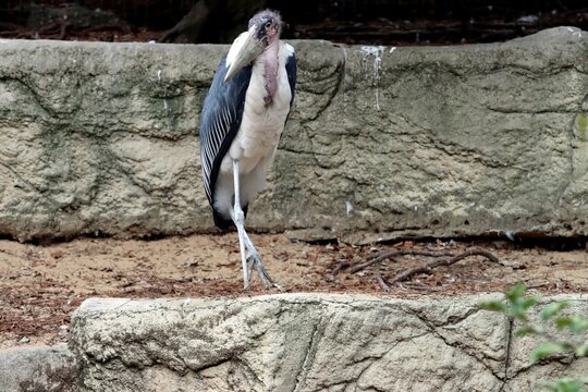 oiseau