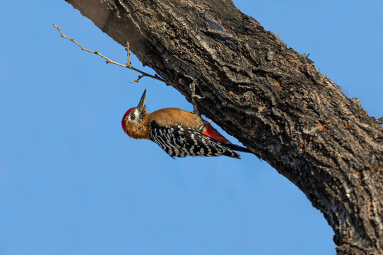 red billed hornbill