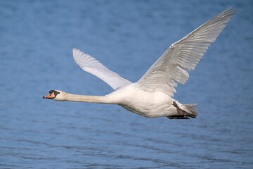 Swan in flight © 颂 郭