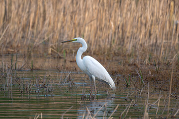 Obraz premium great blue heron ardea cinerea