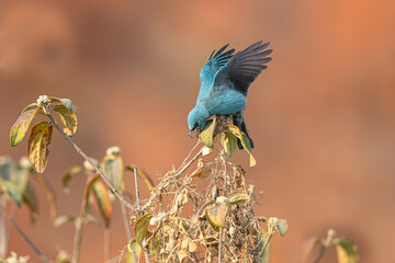 blue tit on a branch © Bai