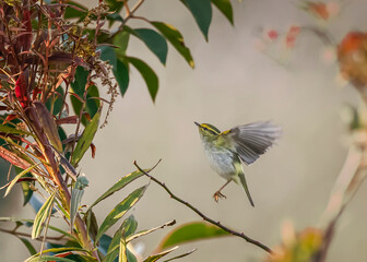 blue tit on branch © Bai