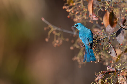 blue tit on a branch