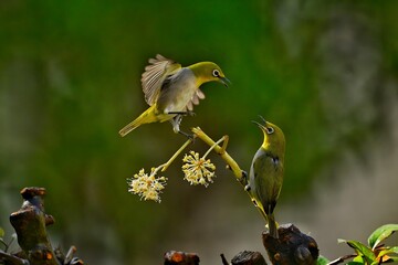 great tit parus major © Bai
