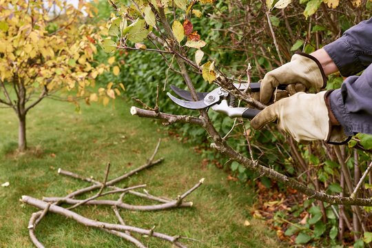 Gardener pruning tree branches with secateurs during autumn garden cleanup, seasonal yard maintenance concept for landscaping, tree care and gardening services