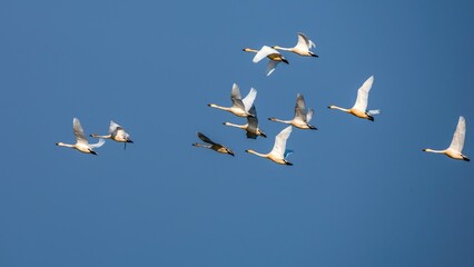 Obraz premium flock of seagulls