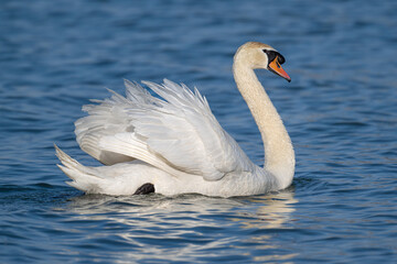 white swan on the water © 颂 郭