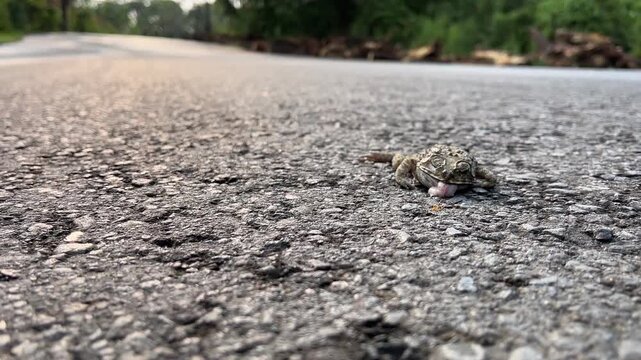 Low angle view of dead toad roadkill on asphalt road surface