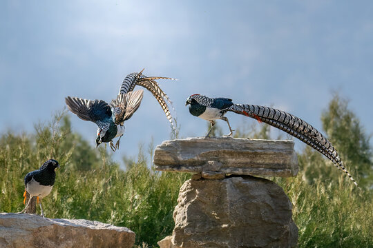 red billed hornbill bird