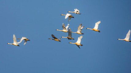 Fototapeta premium seagulls in flight