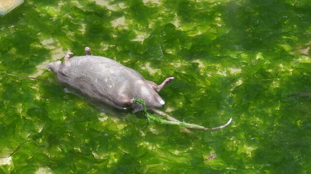 A dead, bloated rat is swimming along the shore on the beach. Resorts in Vietnam. AntiвЂ&lsquo;advertising for ordinary people