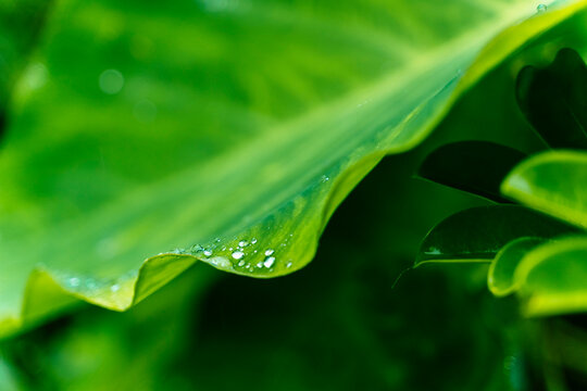 Water droplets on a vibrant green leaf edge
