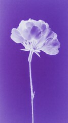 Obraz premium Purple-toned flower on a minimalist mobile wallpaper background.