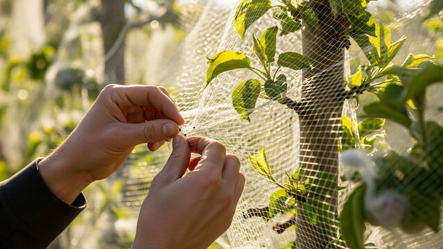 Installing mesh protection net on tree branch