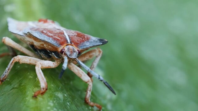 macro video of a shield bug, stink bug, resting on a dew-covered green leaf