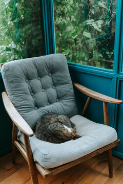Cat sleeping curled up on a vintage armchair by a window with green foliage