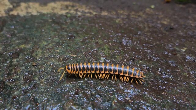 Yellow and black striped millipede crawling on wet asphalt surface close up